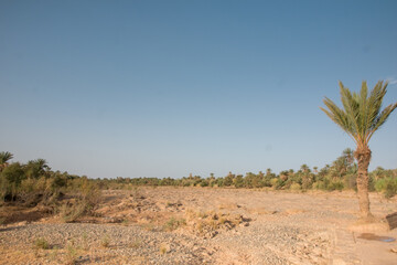 One palm tree in the desert