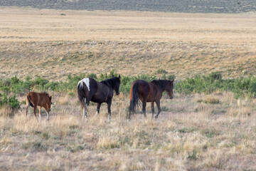 Wild Horses in the Utah Desert