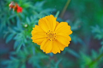 A yellow flower