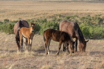 Wild Horses in the Utah Desert