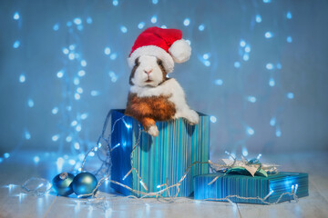 Little rabbit wearing a santa hat sitting in a gift box on Christmas on the background of garland lights. Pet at Christmas.