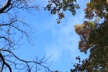 View of the blue sky, surrounded on all sides by autumn trees