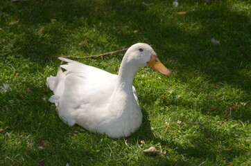 White goose lies on green grass.