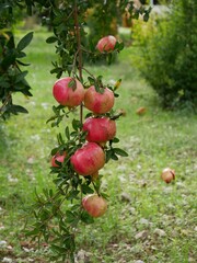 Ripe pomegranates hang from a branch against a background of green foliage