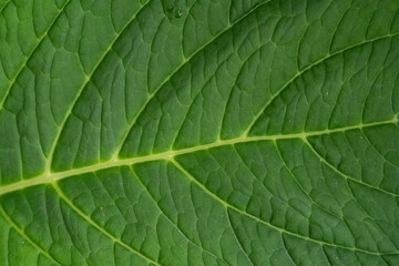 Green plant leaf as background or texture