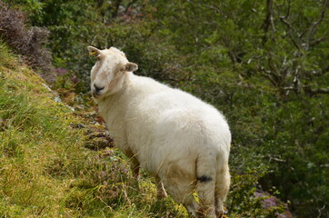 Fototapeta na wymiar A sheep is standing on a mountain path covered with grass.