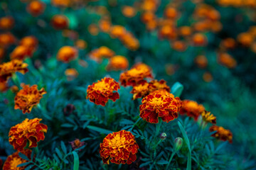Obraz na płótnie Canvas Growing and blooming marigold flowers