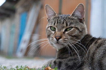 Attentive gaze of a stray cat