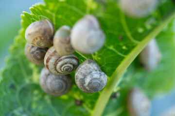 Snails under a leaf of a plant
