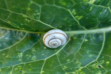 Snail sitting on a leaf of a plant