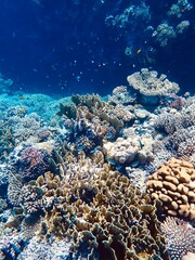 coral reef in sea