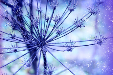 macro plant branches on a blue winter background