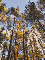 Fototapeta premium autumn trees in the woods