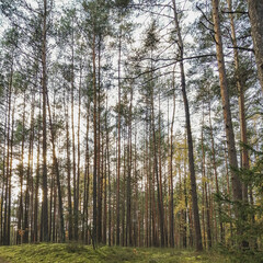 forest in the morning
