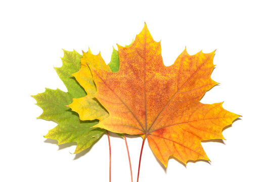 autumn leaves of three colors on a white background. isolate. three sheets. green yellow orange
