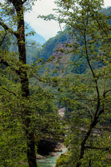 trees in the forest