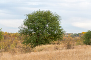 Obraz premium autumn forest landscape with blue sky background