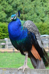 Peacock close-up, against the backdrop of a green lawn.