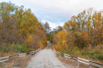road in the autumn forest as a background