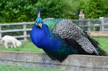 Peacock close-up, against the backdrop of a green lawn.