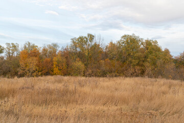 autumn forest landscape with blue sky background