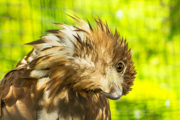 steppe eagle on the background of green grass