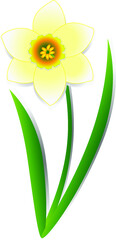 Daffodil.