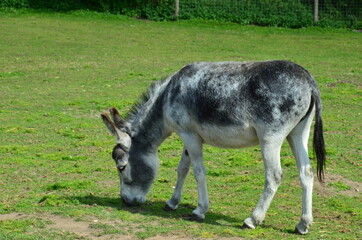 The gray donkey eats green grass.