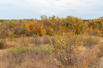 autumn forest landscape with blue sky background