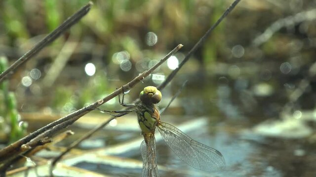 Portrait Dragonfly, without one wingis, order Odonata, sitting on dry stem of grass of background green water  swamp. View Macro insect in wildlife
