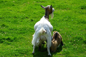 Naklejka na ściany i meble The ginger kid feeds near the white goat on the green grass.
