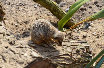 Naklejka na ściany i meble A small meerkat sits on a log.