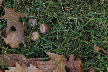 Acorns and fallen oak leaves on green grass