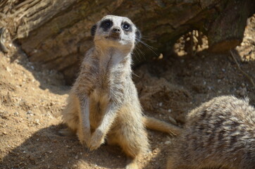 Fototapeta premium The meerkat stands on yellow sand on its hind legs.
