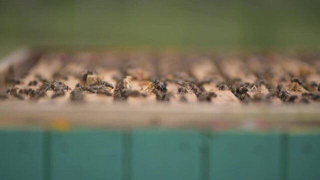 Gros plan sur des abeilles volantes. Ruche en bois et abeilles. 