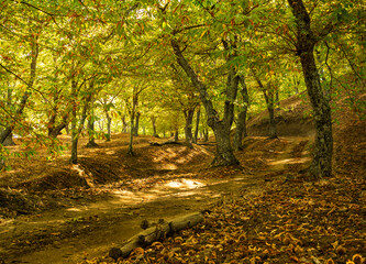 Autumn landscape with chestnut trees in Andalusia, Spain, fallen leaves and warm colors 