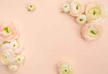 Obraz na płótnie Canvas Blush ranunculus floral flat lay