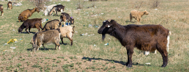 Goats eat plastic waste. Ecological catastrophy. Global clogging of the planet. Animals are dying from plastic waste.