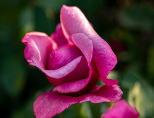 pink rose just blooming
