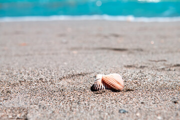 Seashells sea shells shelling foreground on Sanibel Island, Florida during day on Gulf of Mexico shore and bokeh background of colorful blue water ocean