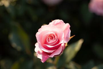 small pink rose in full bloom in the garden in fall