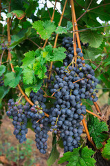 Fototapeta premium Large bunches of red wine grapes in vineyard.
