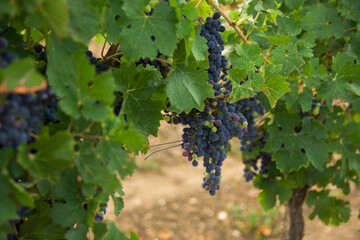 Large bunches of red wine grapes in vineyard.