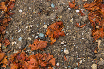 Autumn leaves on the earth.