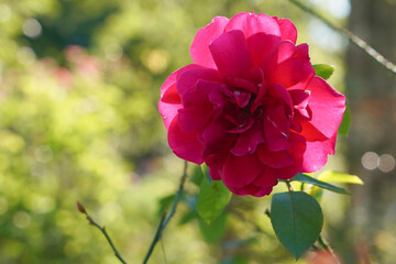 red rose in the garden