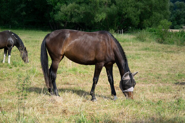 Fototapeta premium one horse in field 