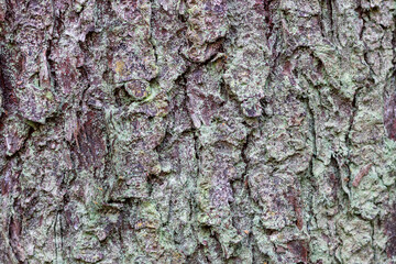 The surface of the bark of a pine tree covered with moss.
