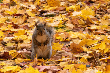 A squirrel pauses to look at the camera as it searches a pile of autumn-coloured leaves for the perfect ones to add to its home in Lakeside Park in Oakville, Ontario.