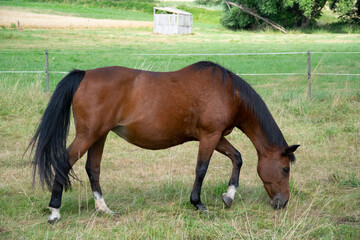 one horse in field 