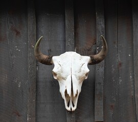 Bison skull with horn displayed on a weathered wood barn wall. © JMP Traveler